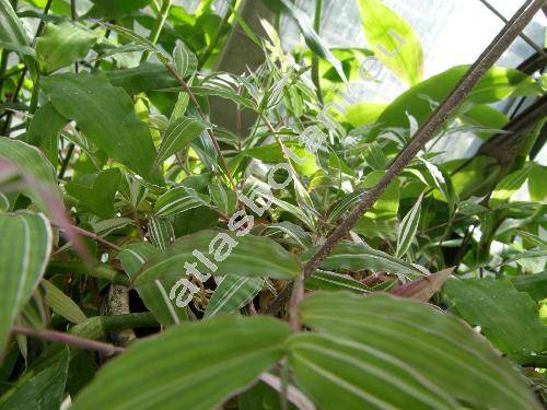 Oplismenus hirtellus (L.) Beauv. (Panicum hirtellum L.)