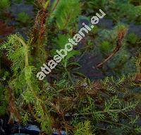 Myriophyllum aquaticum (Vell.) Verdc. (Enydria aquatica Vell., Myriophyllum brasiliense Cambess.)
