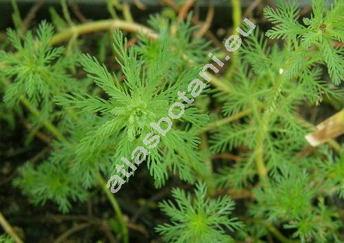 Myriophyllum aquaticum (Vell.) Verdc. (Enydria aquatica Vell., Myriophyllum brasiliense Cambess.)