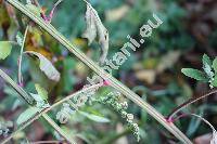 Chenopodium strictum Roth (Chenopodium album subsp. striatum (Kraan) Murr, Chenopodium glaucophyllum Aellen, Salsola stricta Spreng.)