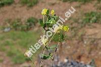 Trifolium dubium Sibth. (Chrysaspis dubia (Sibth.) Desv.)