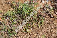 Trifolium dubium Sibth. (Chrysaspis dubia (Sibth.) Desv.)