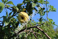 Chaenomeles japonica (Thunb.) Lindl. 'Cido' (Cydonia maulei Moore, Choenomeles, Pyrus japonica)