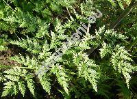 Chaerophyllum bulbosum L. (Myrrhis bulbosa Spreng., Scandix bulbosa Roth, Selium bulbosum Krause)