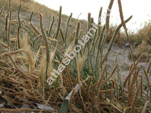 Plantago holosteum Scop.