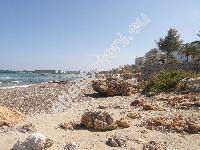 Plantago holosteum Scop.