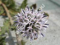 Echinops exaltatus Schrad. (Echinops commutatus Juratzka, Echinops globifer Janka)