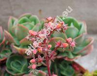 Echeveria gibbiflora DC. (Echeveria gibbiflora var. metallica (Lem.) Morr.)