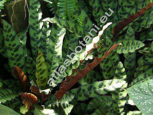 Calathea lancifolia Boom (Calathea insignis Bull, Maranta insignis Bull ex Marsh.)