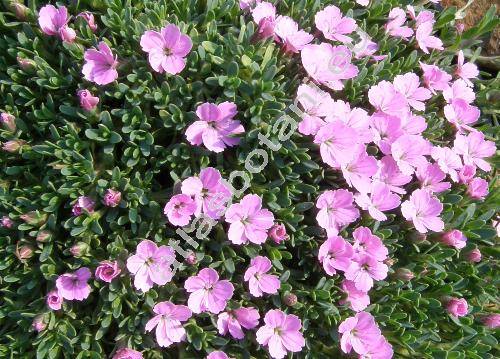 Dianthus microlepis Boiss.