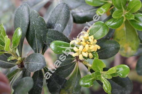 Pittosporum viridiflorum Sims