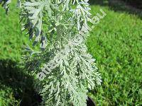 Artemisia arborescens 'Powis Castle' (Artemisia arborescens Vaill. (L.), Absinthium arborescens Vaill.)