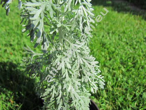 Artemisia arborescens 'Powis Castle' (Artemisia arborescens Vaill. (L.), Absinthium arborescens Vaill.)