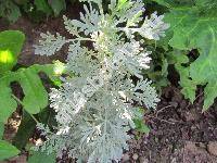 Artemisia arborescens 'Powis Castle' (Artemisia arborescens Vaill. (L.), Absinthium arborescens Vaill.)