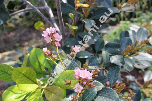 Rhaphiolepis indica Lindl. (Crataegus indica L.)