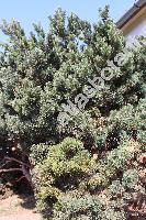 Pinus sylvestris 'Watereri'