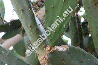 Opuntia elatior Mill. (Opuntia nigricans (Haw.) Haw., Cactus)