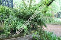 Onychium japonicum (Thunb.) Kunze (Trichomanes japonicum Thunb., Cryptogramma japonica (Thunb.) Prantl, Caenopteris japonica (Thunb.) Thunb., Asplenium)