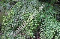 Onychium japonicum (Thunb.) Kunze (Trichomanes japonicum Thunb., Cryptogramma japonica (Thunb.) Prantl, Caenopteris japonica (Thunb.) Thunb., Asplenium)