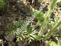 Pulsatilla albana (Stev.) Bercht. et J. Presl (Anemone albana Stev.)