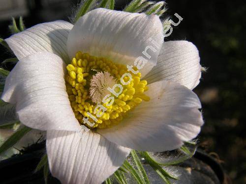 Pulsatilla albana (Stev.) Bercht. et J. Presl (Anemone albana Stev.)