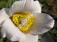 Pulsatilla albana (Stev.) Bercht. et J. Presl (Anemone albana Stev.)
