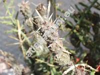 Tephrocactus articulatus var. papyracanthus (Phil.) Back. (Tephrocactus articulatus var. oligacanthus, Tephrocactus papyracanthus)
