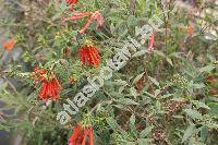 Bouvardia ternifolia (Cav.) Schtdl. (Bouvardia ternifolia var. angustifolia (Kunth) Rob., Ixora ternifolia Cav.)