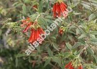 Bouvardia ternifolia (Cav.) Schtdl. (Bouvardia ternifolia var. angustifolia (Kunth) Rob., Ixora ternifolia Cav.)