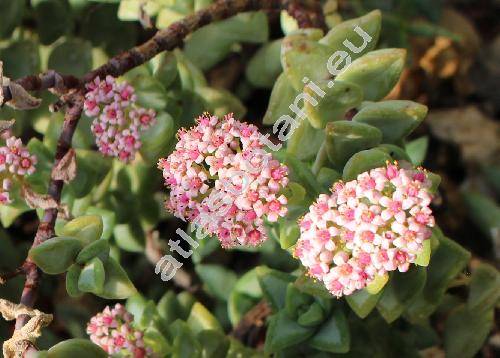 Crassula rupestris L. f.