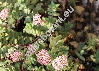 Crassula rupestris L. f.