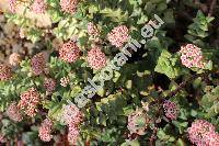 Crassula rupestris L. f.