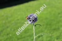 Echinops bannaticus Roch. ex Schrad.