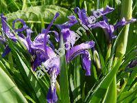 Iris ruthenica Ker Gawl. (Xyridion ruthenicum (Ker Gawl.) Alef.)