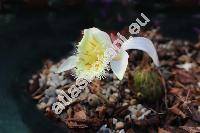 Pleione grandiflora (Rolfe) Rolfe (Pleione barbarae Braem, Pleione harberdii Braem, Pleione moelleri Braem, Coelogyne grandiflora Rolfe)