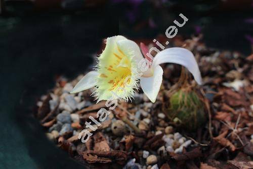 Pleione grandiflora (Rolfe) Rolfe (Pleione barbarae Braem, Pleione harberdii Braem, Pleione moelleri Braem, Coelogyne grandiflora Rolfe)