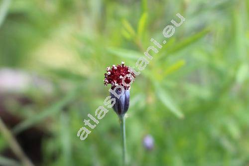 Porophyllum linaria (Cav.) DC. (Porophyllum tagetoides (Kunth) DC.)