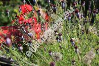 Porophyllum linaria (Cav.) DC. (Porophyllum tagetoides (Kunth) DC.)