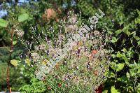 Porophyllum linaria (Cav.) DC. (Porophyllum tagetoides (Kunth) DC.)