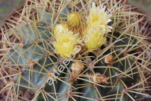 Ferocactus glaucescens (DC.) Britt. et Rose (Echinocactus glaucescens DC., Echinocactus mammillarioides Hook.)