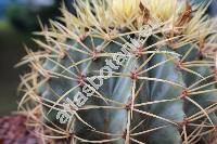 Ferocactus glaucescens (DC.) Britt. et Rose (Echinocactus glaucescens DC., Echinocactus mammillarioides Hook.)