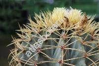 Ferocactus glaucescens (DC.) Britt. et Rose (Echinocactus glaucescens DC., Echinocactus mammillarioides Hook.)