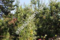 Porophyllum ruderale (Jacq.) Cass. (Porophyllum ruderale subsp. macrocephalum (DC.) Johns.)