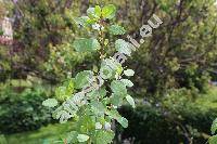 Porophyllum ruderale (Jacq.) Cass. (Porophyllum ruderale subsp. macrocephalum (DC.) Johns.)