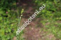 Carex echinata Murr. (Carex stellulata Gooden., Vignea echinata (Murr.) Fourr.)