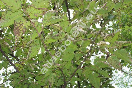 Populus lasiocarpa Oliv.