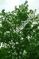 Populus lasiocarpa Oliv.