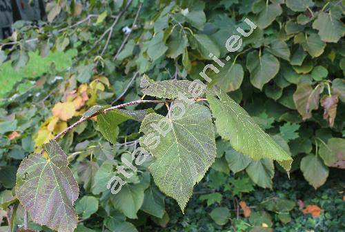 Tilia americana L. (Tilia glabra Vent., Tilia nigra Borkh.)