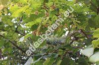 Tilia americana L. (Tilia glabra Vent., Tilia nigra Borkh.)