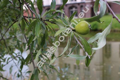 Pyrus salicifolia Pall.